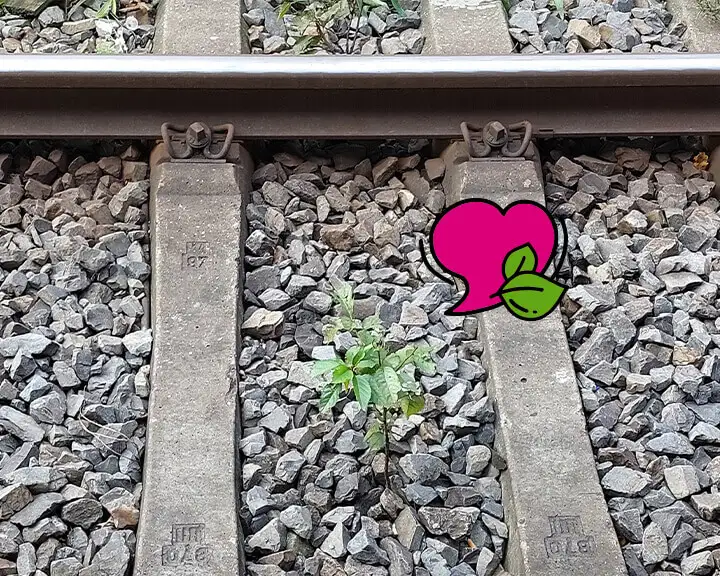 Ein gemaltes Herzchen zeigt auf eine Pflanze im Gleisbett
