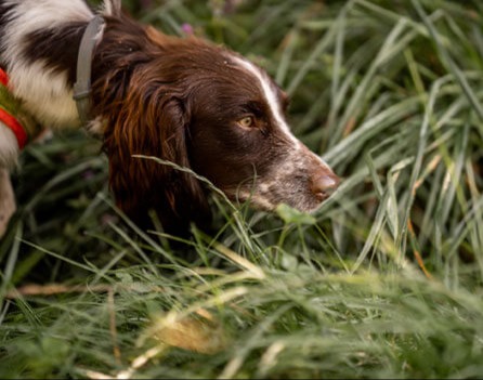 Ein Hund in Lauerstellung im hohen Gras