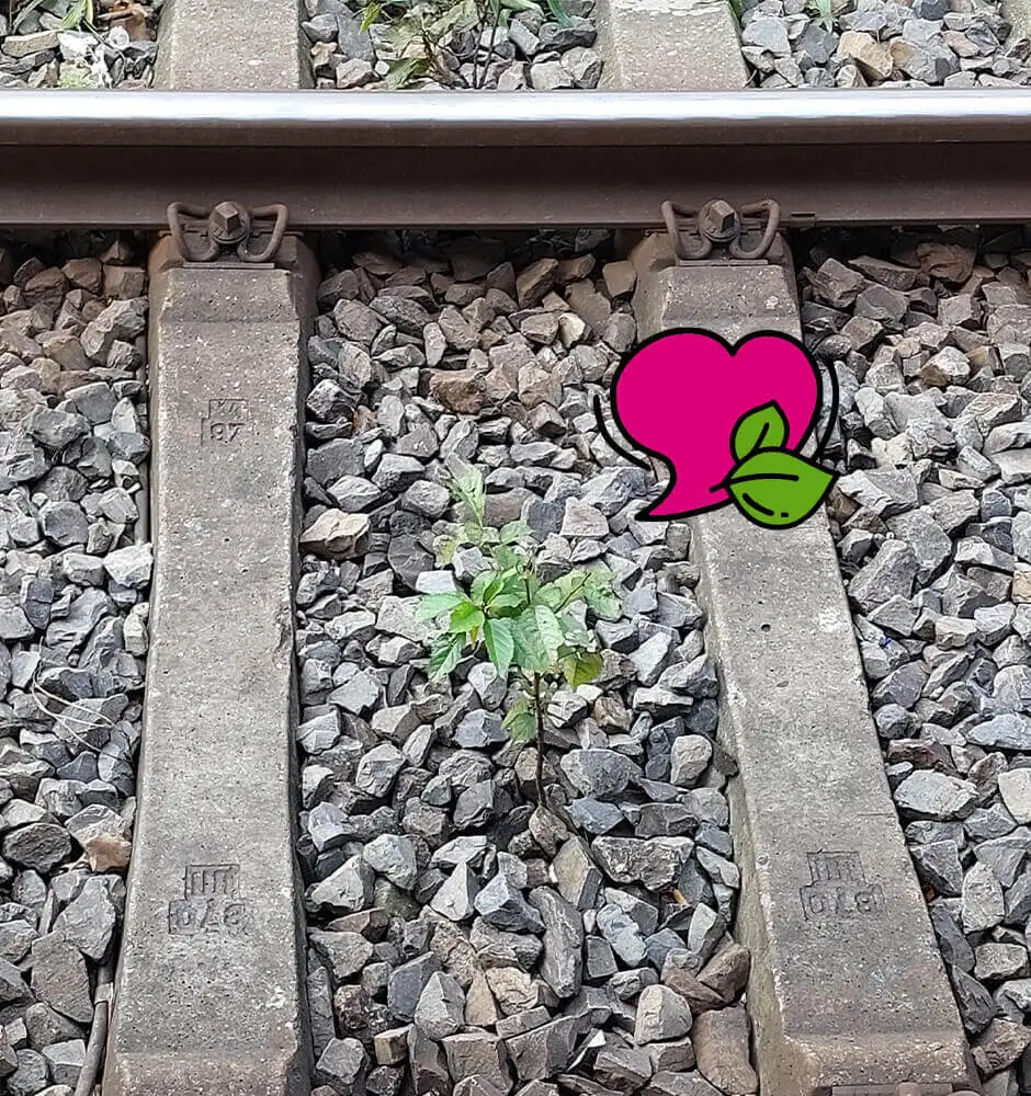 Ein gemaltes Herzchen zeigt auf eine Pflanze im Gleisbett