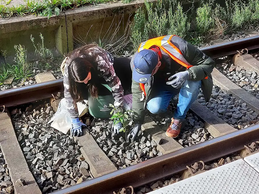 Zwei Menschen lösen einen Baum-Sprössling aus dem Gleisbett